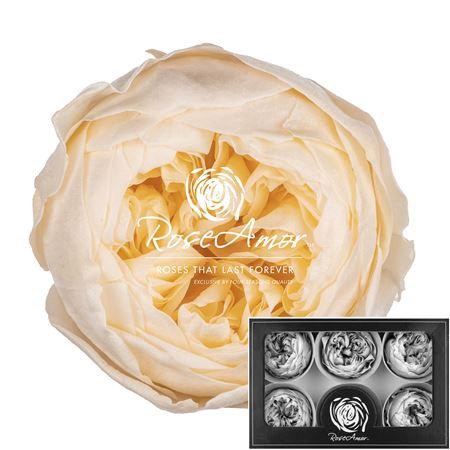 <h4>Niki Xl Cha99</h4>