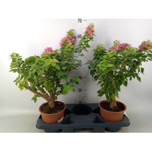 Bougainvillea   ...
