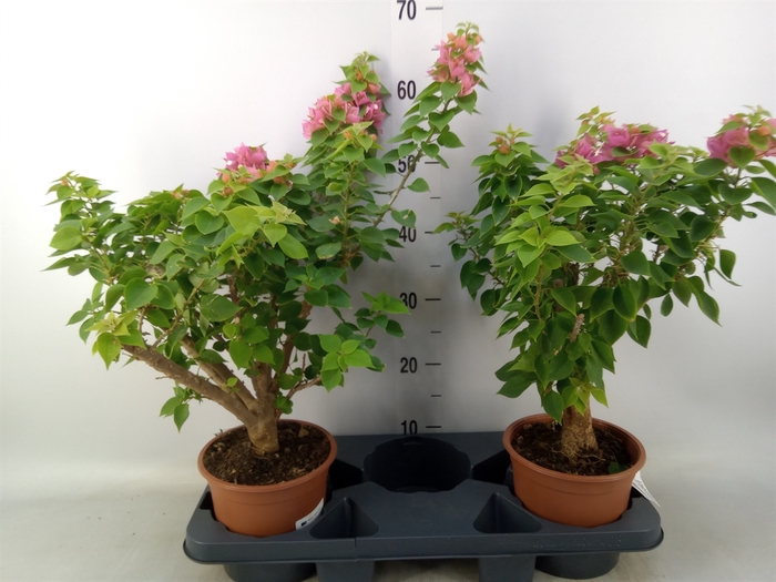 <h4>Bougainvillea   ...</h4>