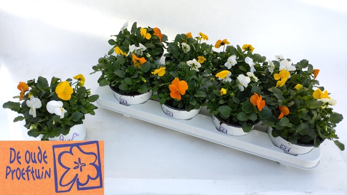 <h4>VIO TRICOLOR</h4>