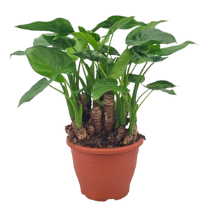 Alocasia cucullata multitrunk 23 cm