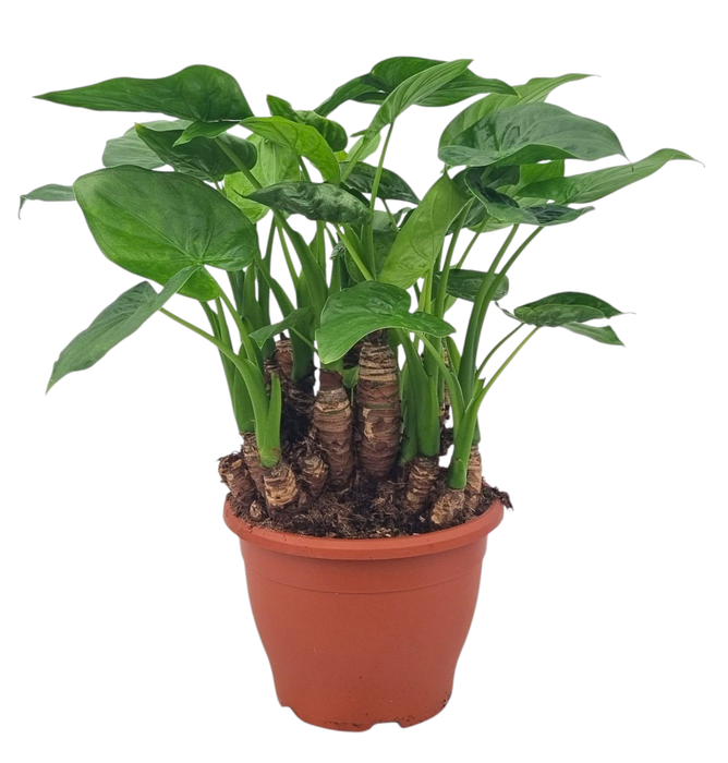 <h4>Alocasia cucullata multitrunk 23 cm</h4>