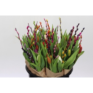 BQ Tulp Salix Mix