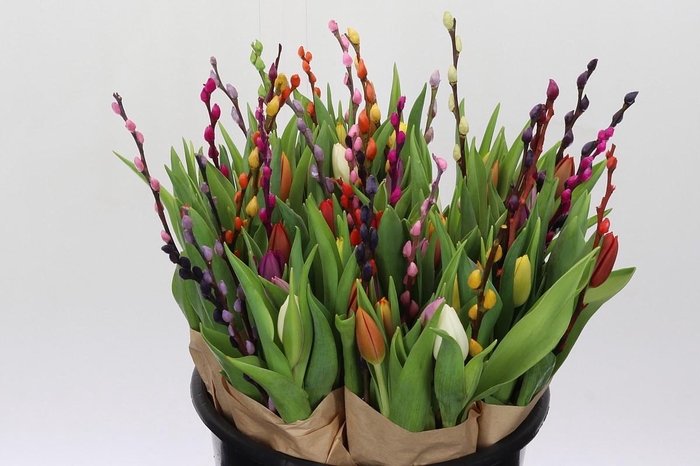 <h4>BQ Tulp Salix Mix</h4>