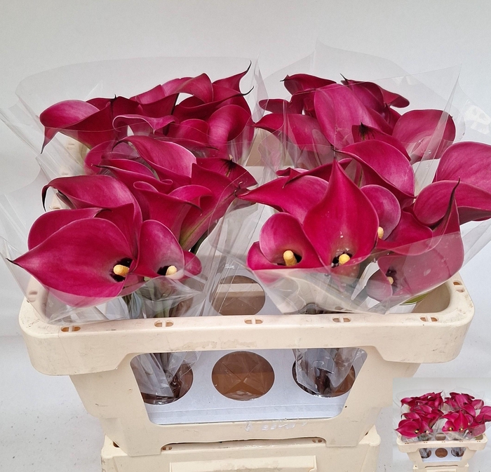 <h4>ZANT BEIJING</h4>