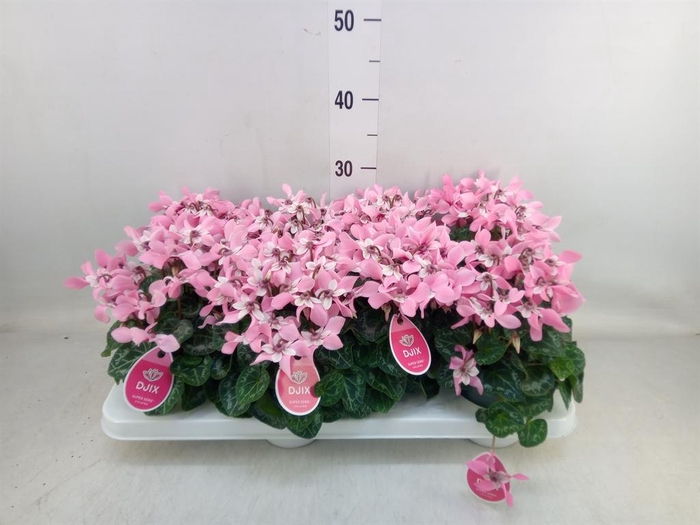 <h4>Cyclamen KL 'Djix'</h4>