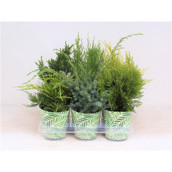 <h4>Conifers P-13 in smartcup SPRING</h4>