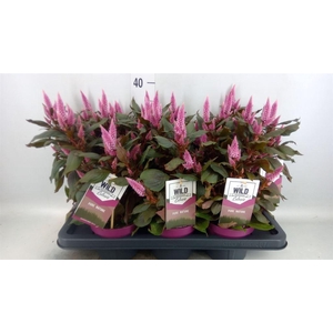 Celosia arg. SP 'Wild Pink'