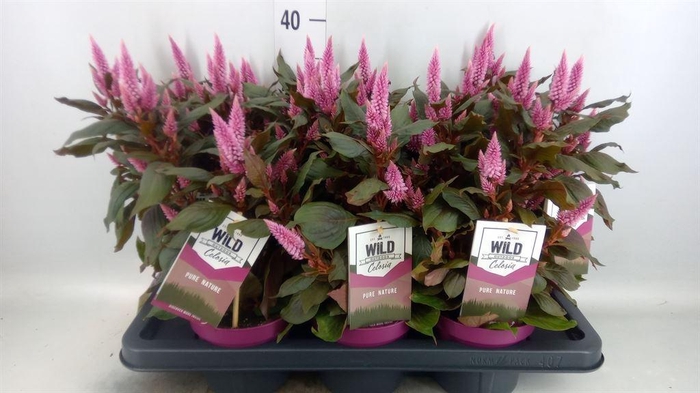 <h4>Celosia arg. SP 'Wild Pink'</h4>