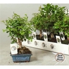arr8 Bonsai Gem In Keramiek