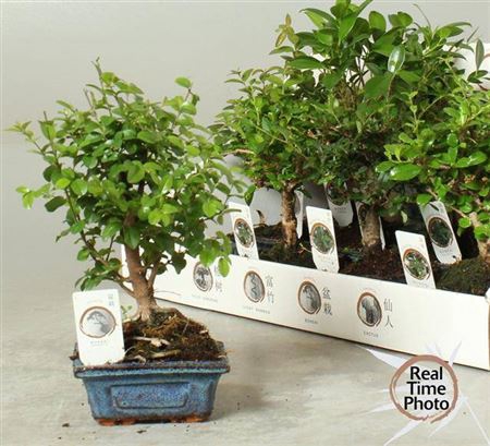arr8 Bonsai Gem In Keramiek