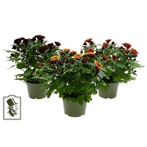 CHRYS.IND.HYBRID 3-BEN