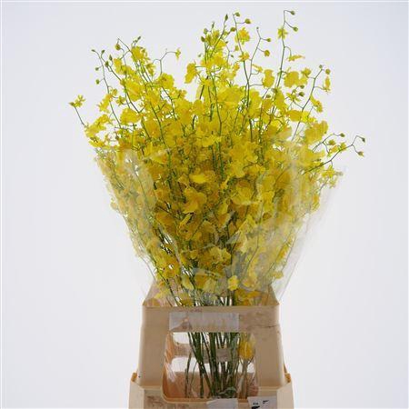 <h4>Dendr Oncidium</h4>