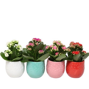 2501007: Solutionss Lovess