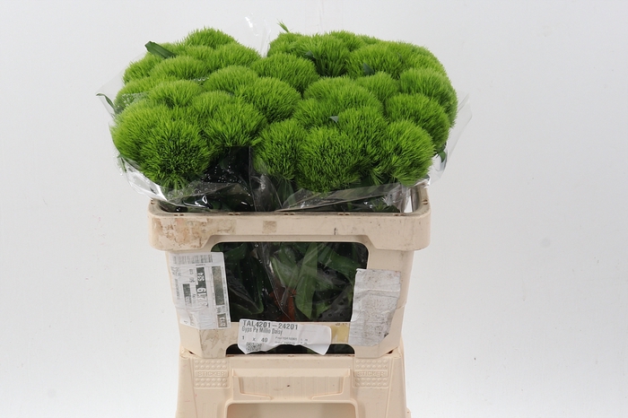 <h4>Green Wicky  x 40</h4>