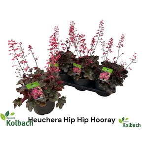 HEUCH OV