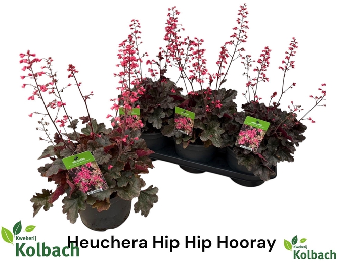 <h4>HEUCH OV</h4>