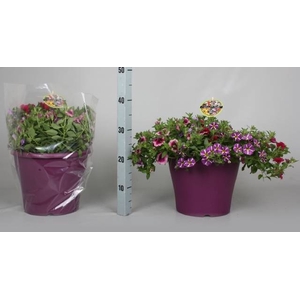 CALIB MINIF GEM POT