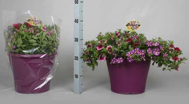 <h4>CALIB MINIF GEM POT</h4>