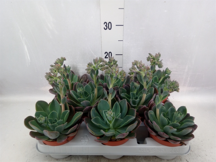 <h4>Echeveria  'Blue Prince'</h4>