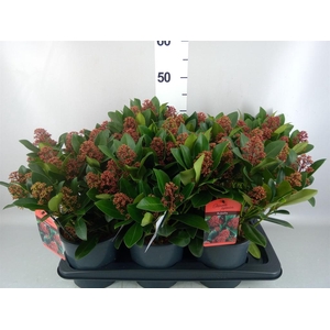 Skimmia jap. 'Rubella'