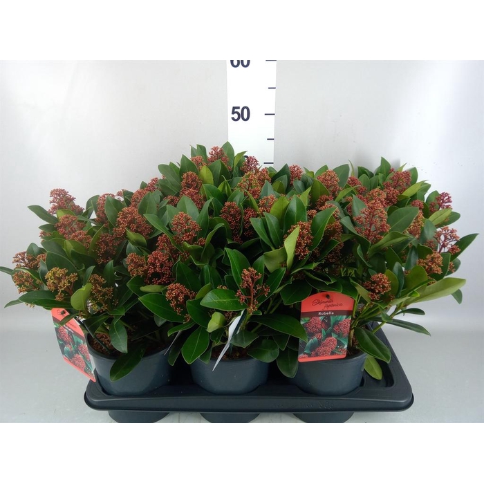 <h4>Skimmia jap. 'Rubella'</h4>