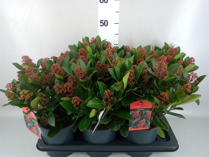 Skimmia jap. 'Rubella'
