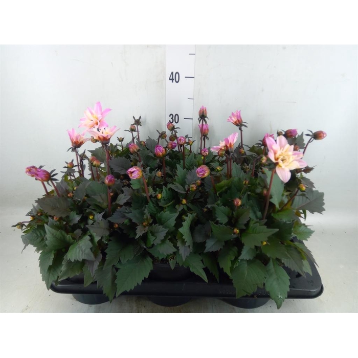 <h4>Dahlia  'Dalina Maxi Pink'</h4>