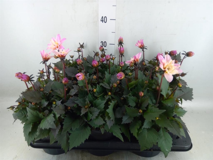 Dahlia  'Dalina Maxi Pink'