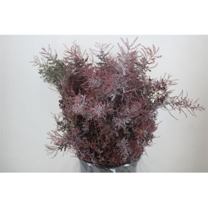 Mimosa Baleana Abs Red P Bunch