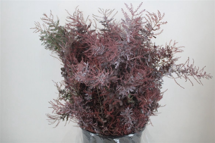 <h4>Mimosa Baleana Abs Red P Bunch</h4>