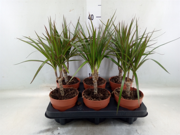 <h4>Dracaena marg.</h4>