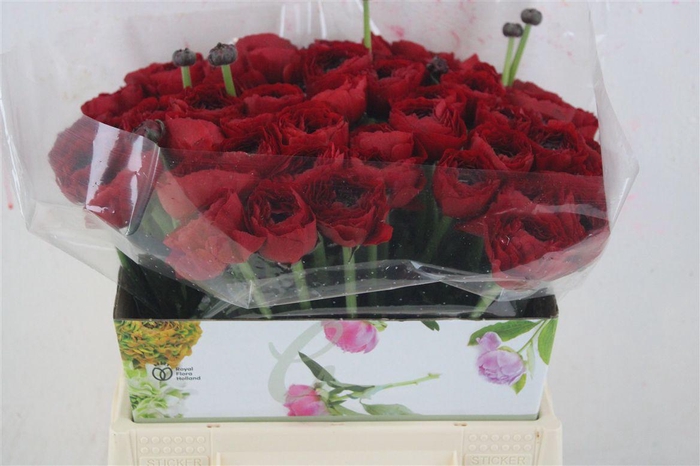 <h4>Ran Cloni 1 Tango</h4>