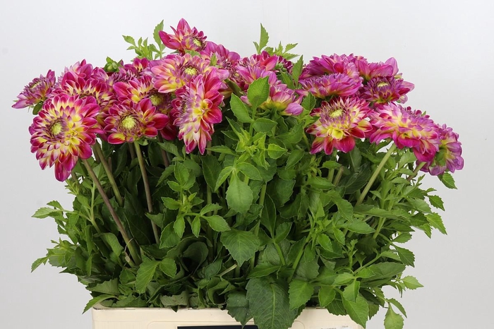 <h4>Dahlia Hapet Daydream</h4>