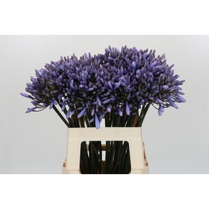 Agapanthus Happy Blue