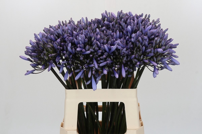 <h4>Agapanthus Happy Blue</h4>