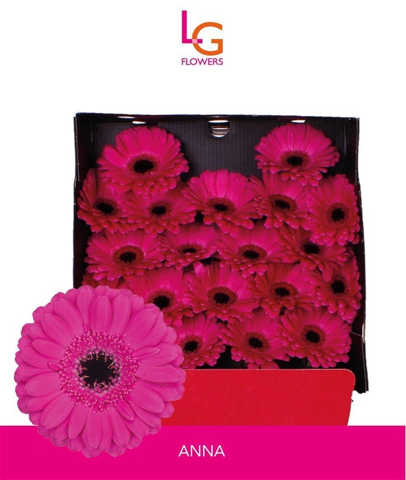 <h4>Germini Anna Diamond</h4>