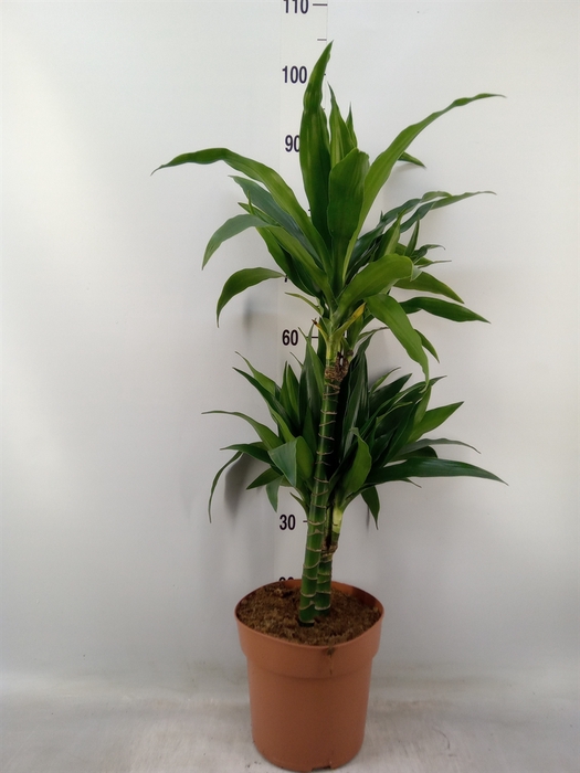 <h4>Dracaena frag. 'Janet Craig'</h4>