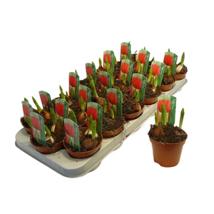 arr8 Tulp Rood