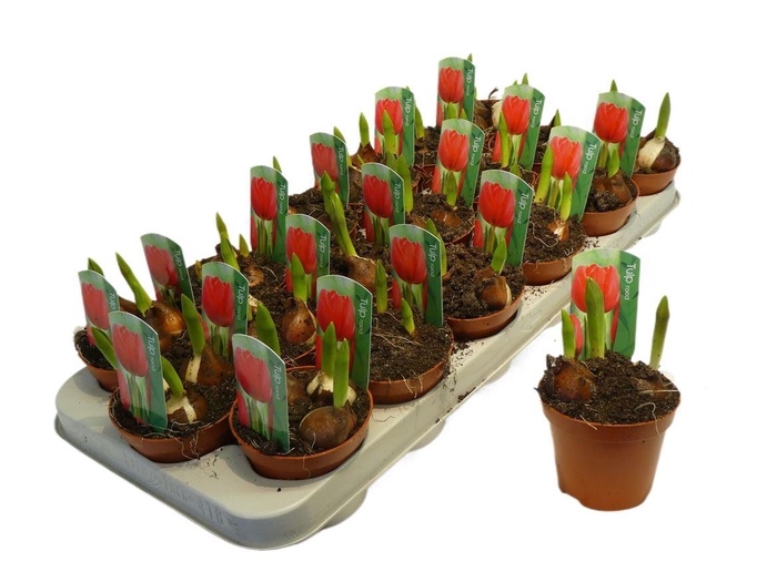 <h4>arr8 Tulp Rood</h4>