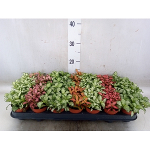 Fittonia   ...mix 7
