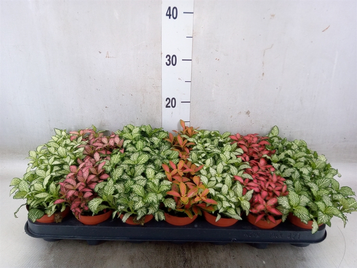 <h4>Fittonia   ...mix 7</h4>