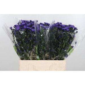 Aster Dark Milka