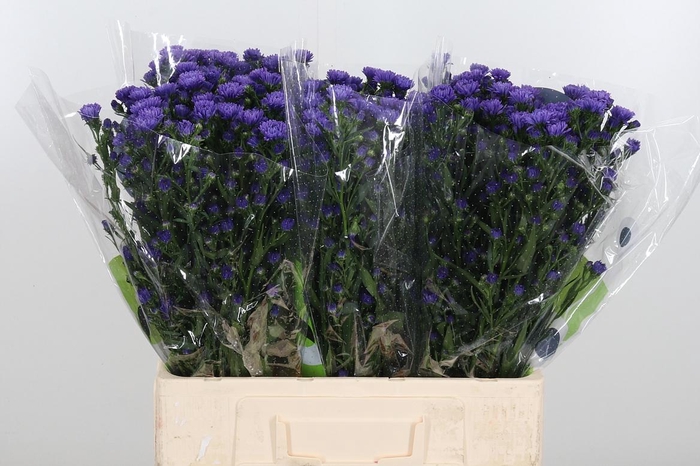 <h4>Aster Dark Milka</h4>