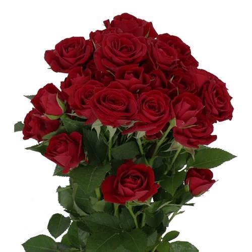 <h4>Rosa TR 'Rubicon' BRAAM</h4>