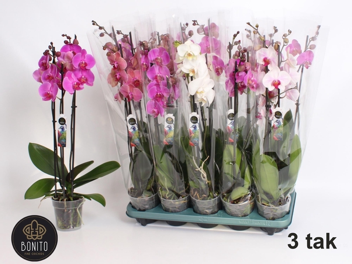 <h4>PHAL GEM 5 KL</h4>