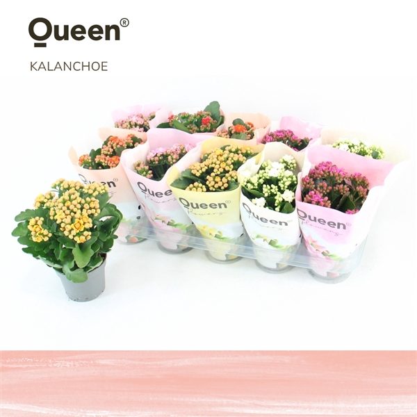 <h4>Kalanchoe Mix P12 Queen</h4>