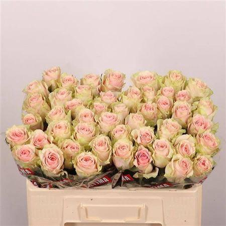 <h4>Rosa a grande fleur Frutteto</h4>