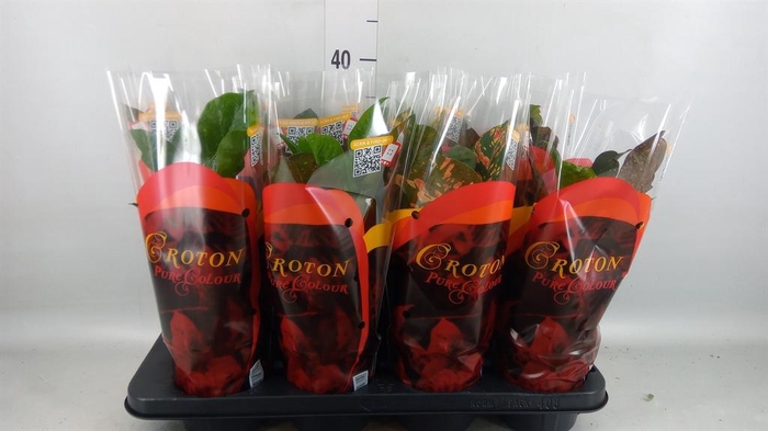 <h4>Codiaeum var. GR 'Magnificent'</h4>