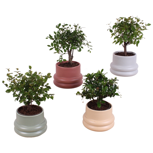 <h4>Bonsai Indoor Mix Ø 9cm Ball Shape in Ø13cm Ceramic CC460</h4>